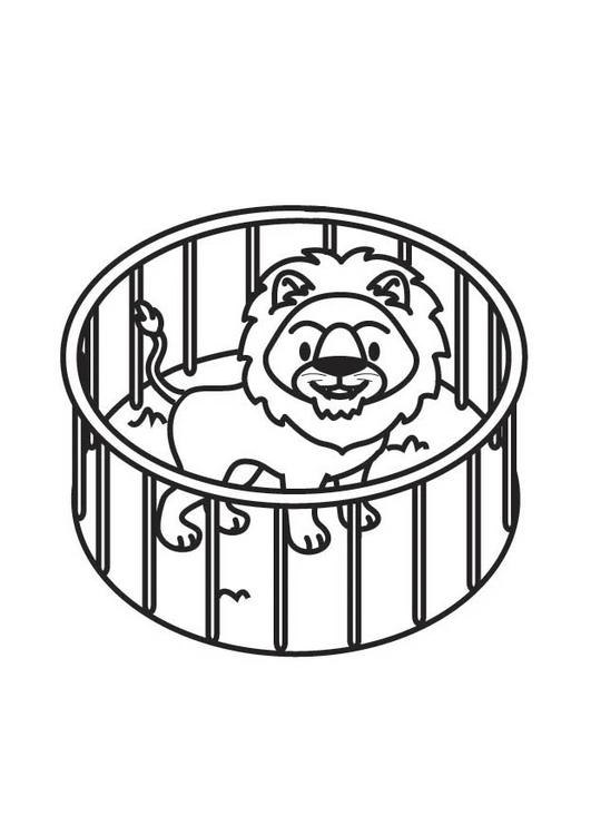 Lion in Cage