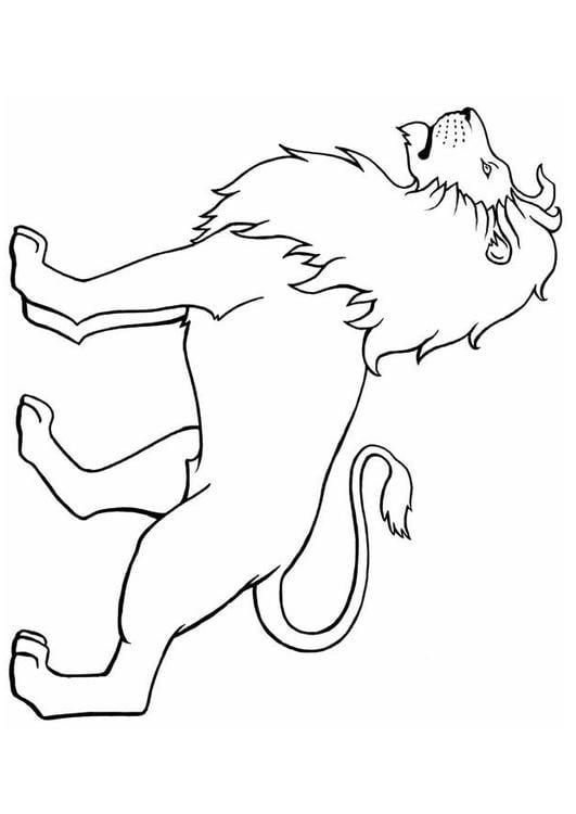 lion