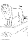 Coloring pages lion