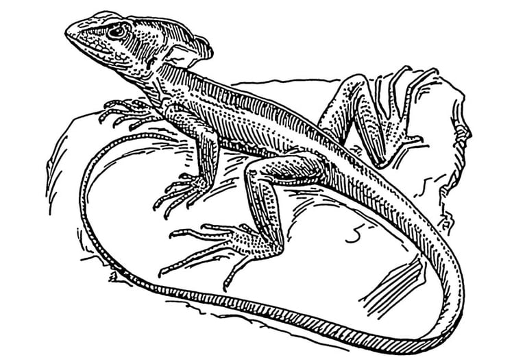 coloring page lizard  basilisk  free printable coloring pages