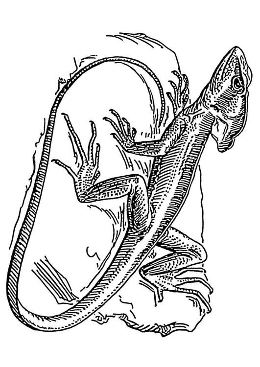 lizard - basilisk