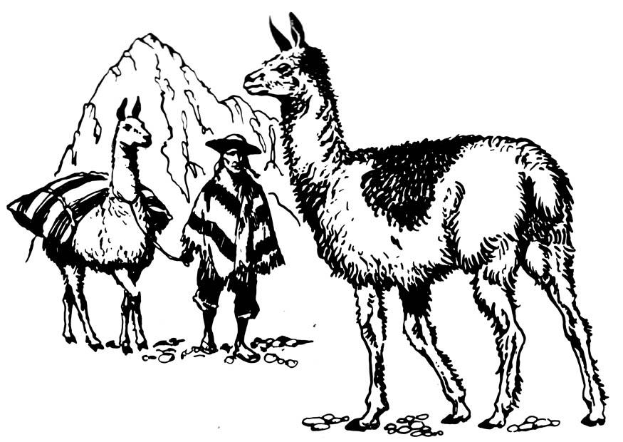Coloring page llama