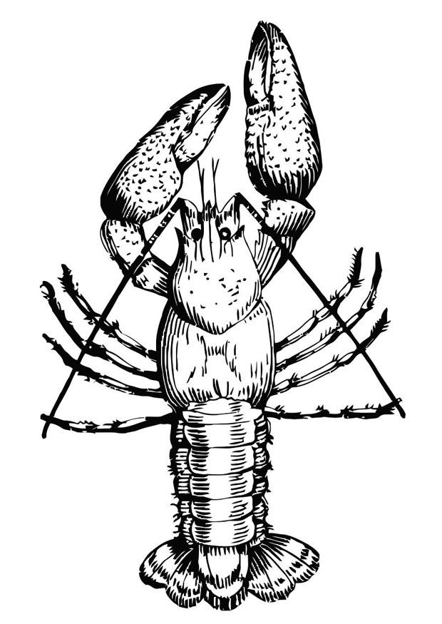 Coloring page lobster