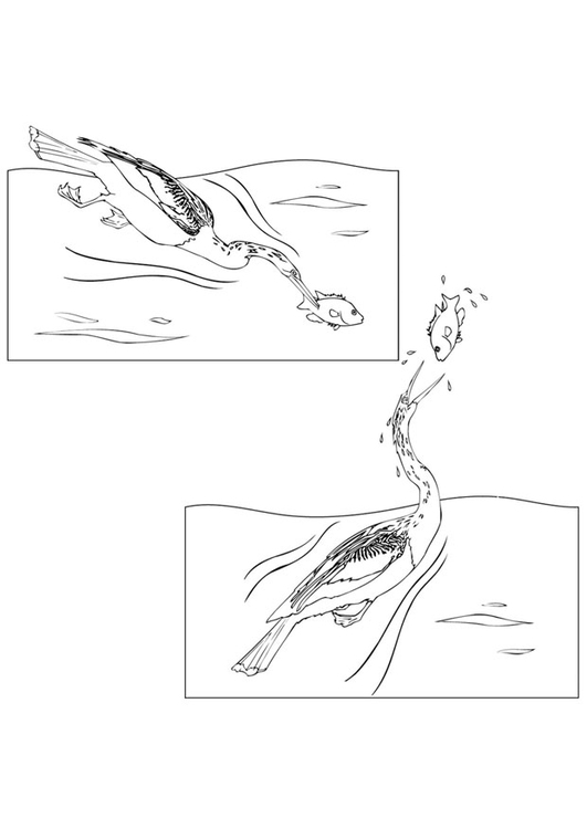 Coloring Page loon catches fish - Free printables - Img 9447