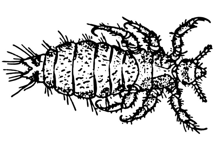 Coloring page louse