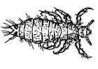 Coloring pages louse