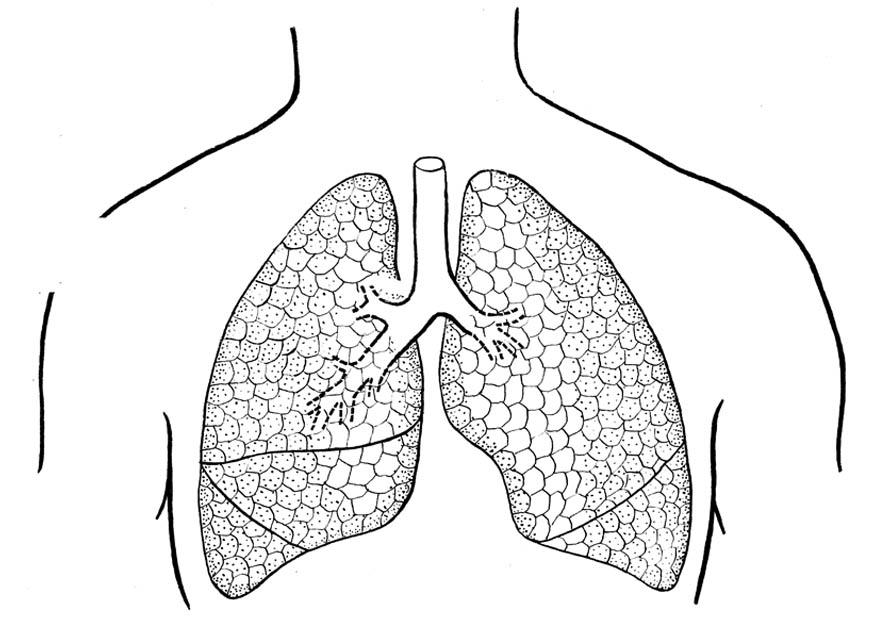 Coloring page lungs