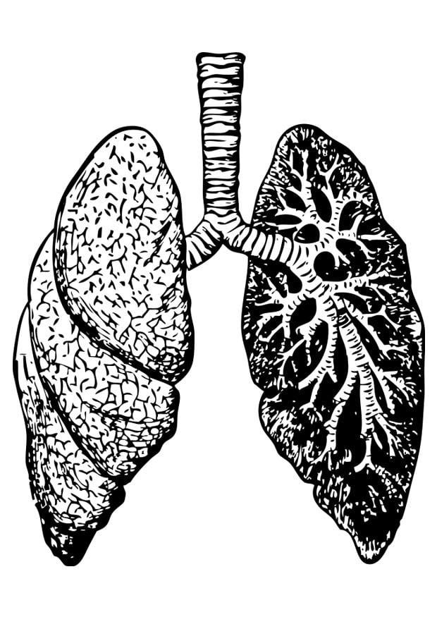 Coloring Page lungs - free printable coloring pages - Img 28317