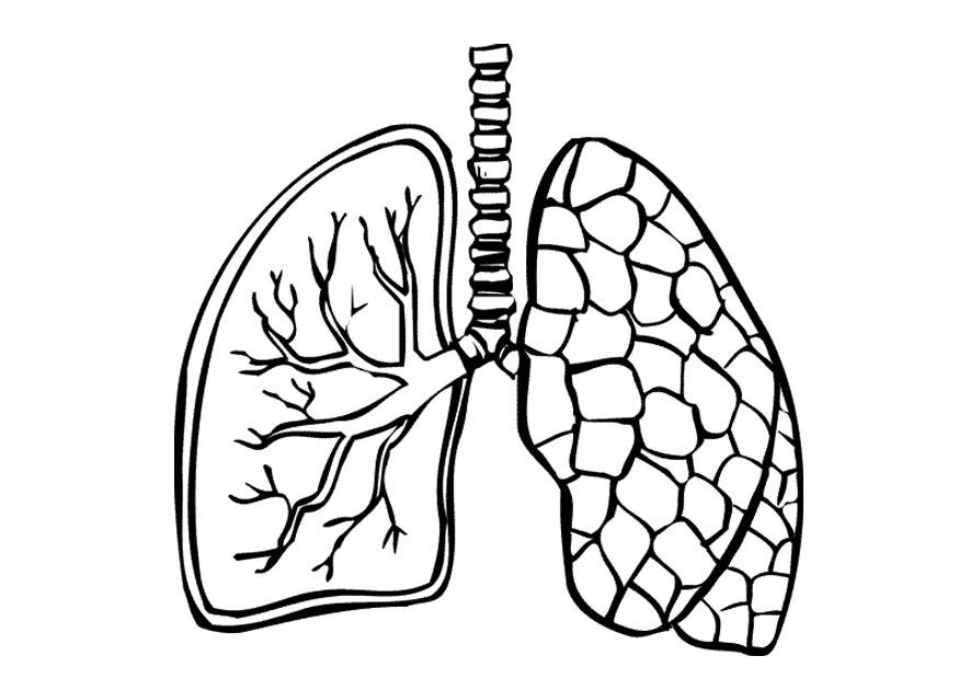 Lungs Coloring Pulmones Polmoni Longen Lunge Poumons Lungen Kleurplaat 