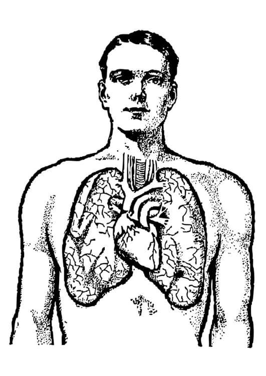 Coloring page lungs