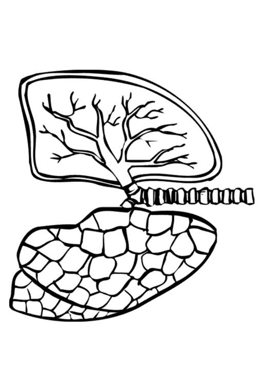lungs