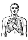 Coloring page lungs