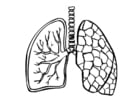 lungs