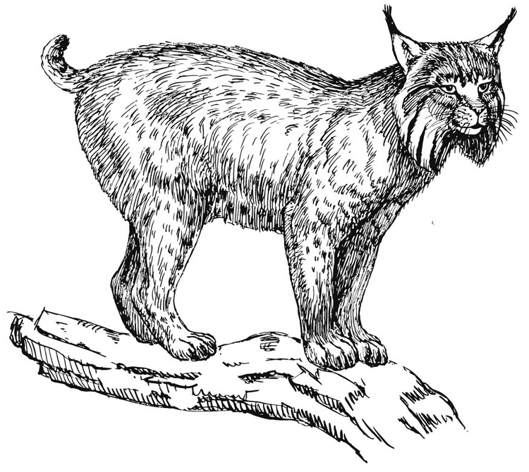 Coloring page lynx