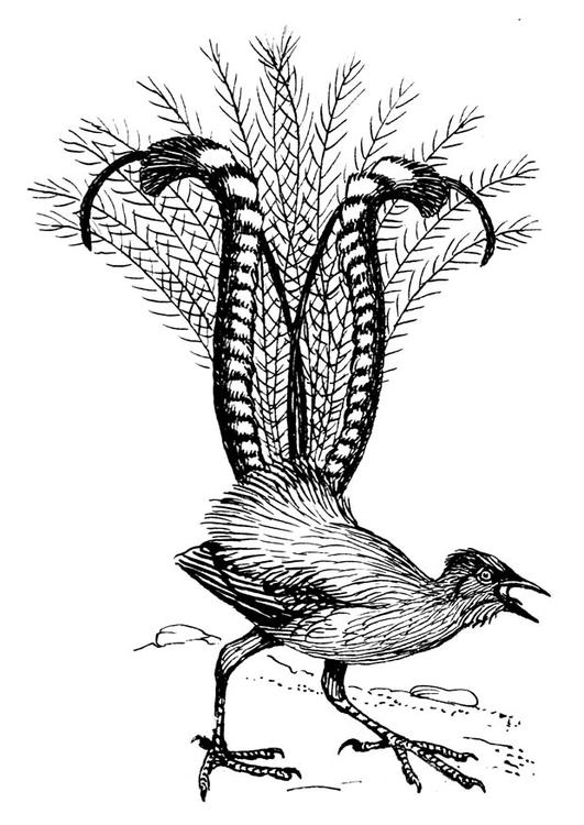 lyrebird