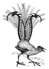 Coloring pages lyrebird