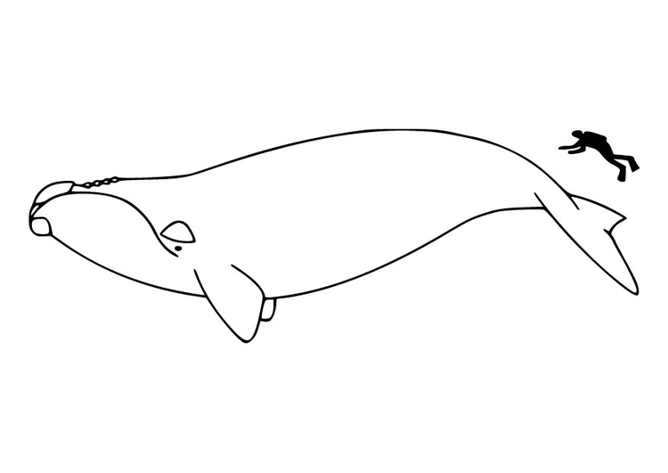 Coloring page man and whale