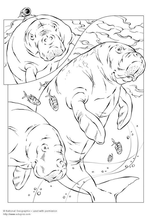 Coloring page manatee