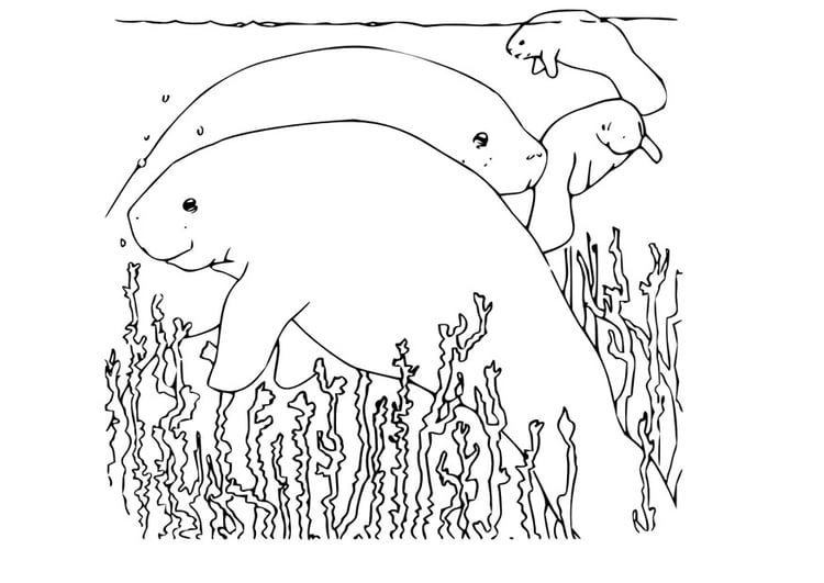 Coloring page manatee