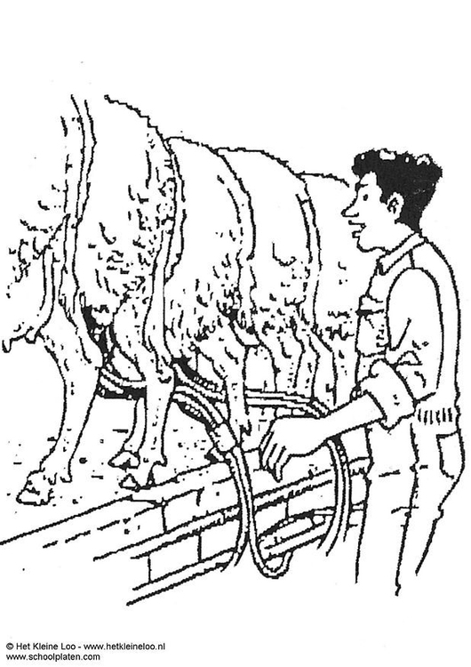 Coloring page milking sheep