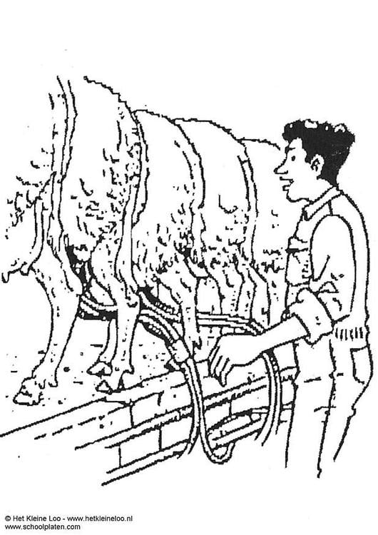 milking sheep