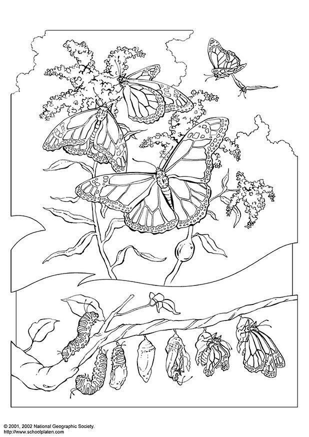 Coloring page monarch butterfly