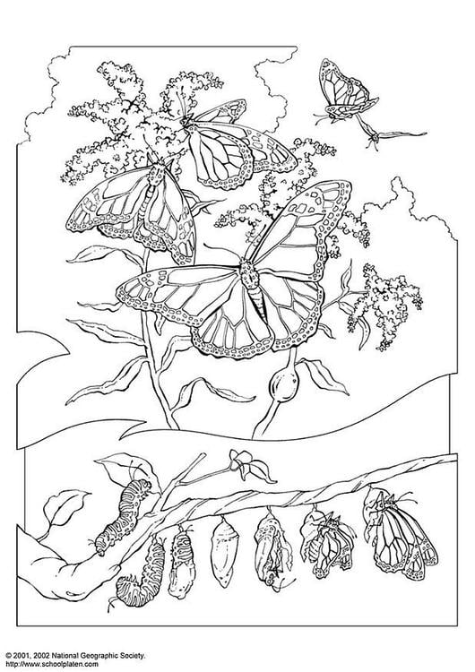 monarch butterfly