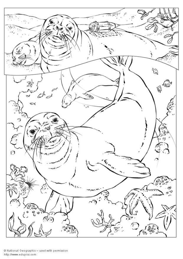 Coloring page monk seal