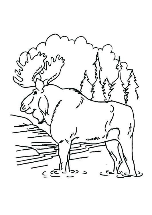 Coloring page moose