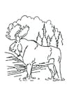 Coloring pages moose