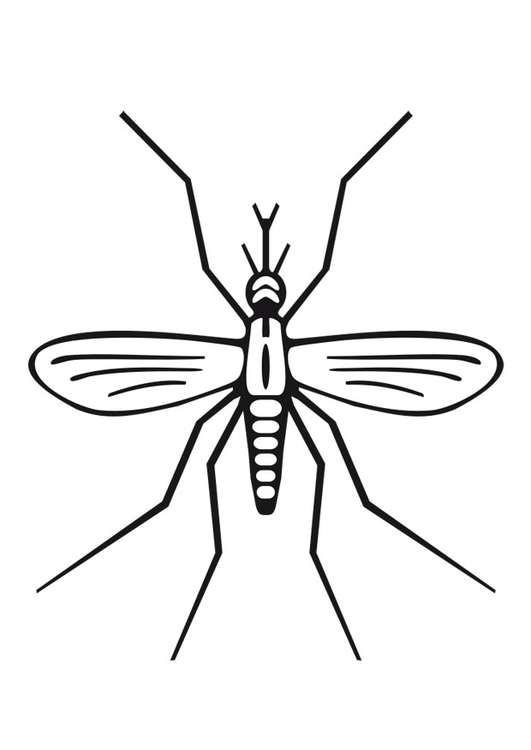 Coloring page mosquito