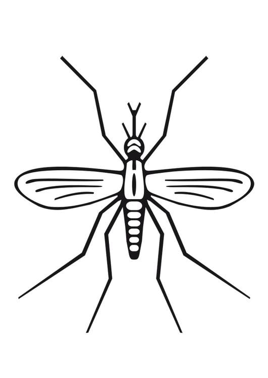 mosquito