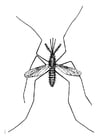 Coloring pages Mosquito