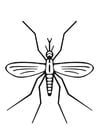 Coloring pages mosquito