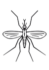 Coloring pages mosquito