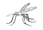 Coloring page mosquito