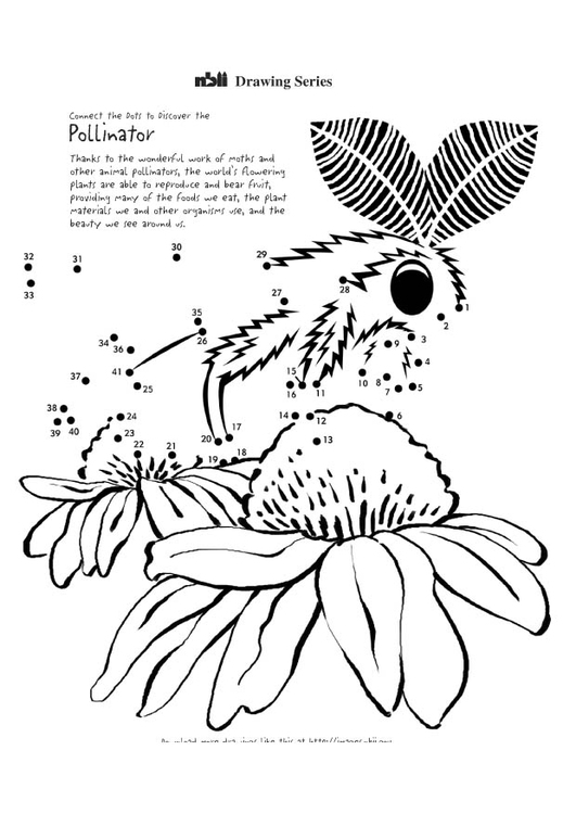 Coloring page moth