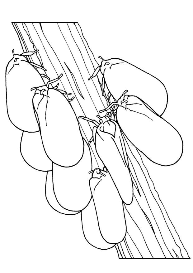 Coloring page moths on branch