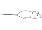 Coloring pages mouse