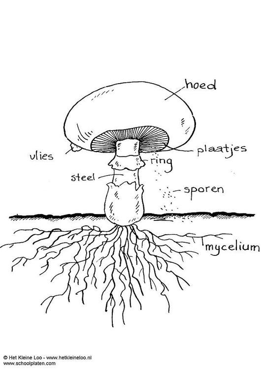 Coloring page mushroom