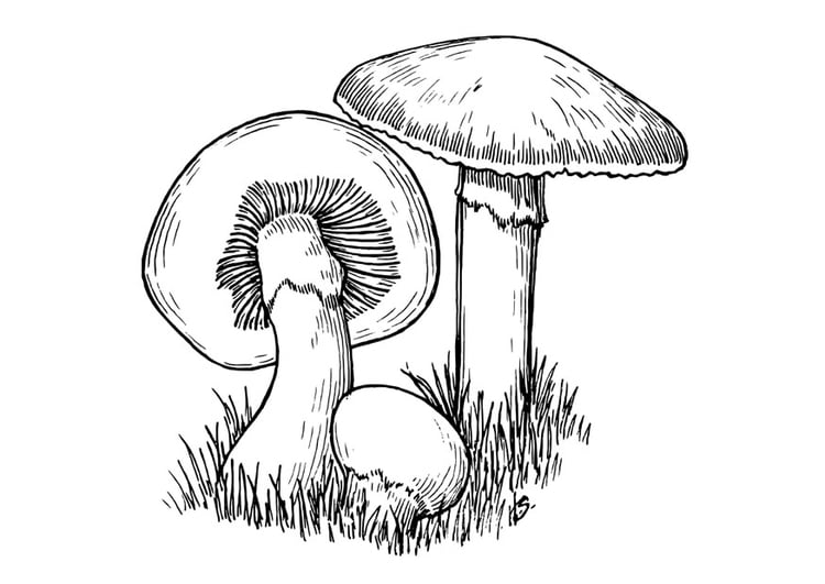 Coloring page mushrooms