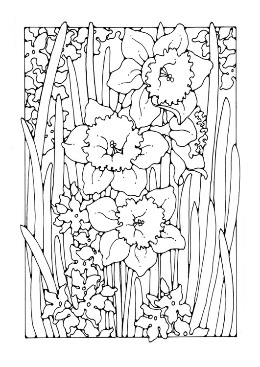 Coloring page narcissus