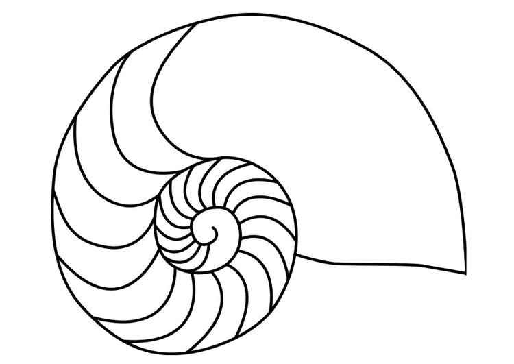 Coloring page nautilus mollusc squid