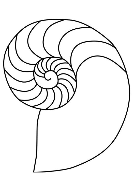nautilus mollusc squid