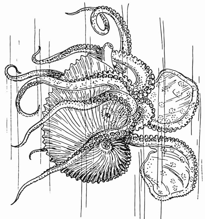 Nautilus - Octupus