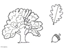 Coloring pages oak