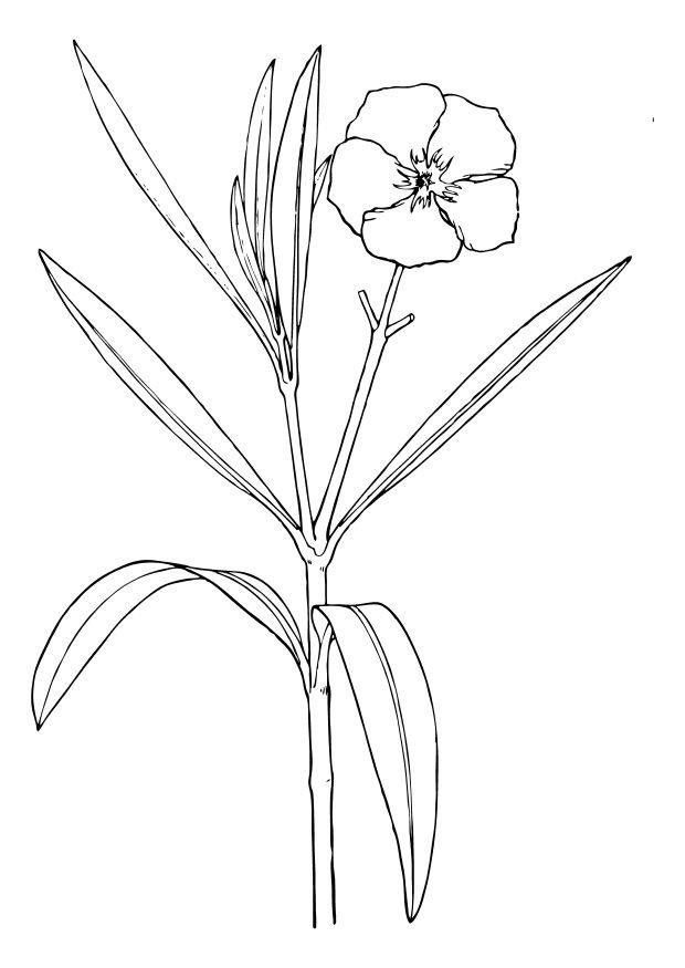Coloring page oleander flower