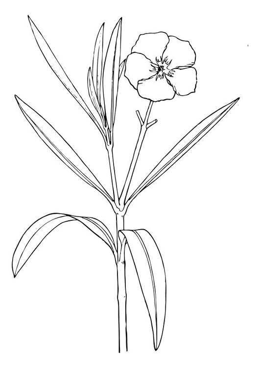 Coloring Page oleander flower Free printables Img 10264