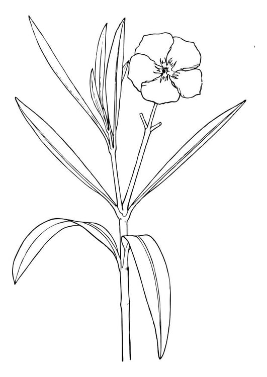 Coloring page oleander flower
