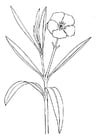 Coloring page oleander flower